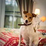 酒店 & Restaurant Am Alten Rhin 3*